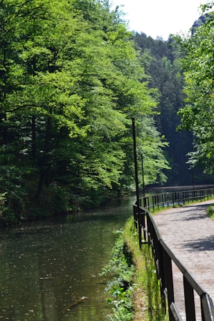 A serene wooded area features a gentle river flowing alongside a cobblestone path bordered by a simple metal railing. Lush green trees canopy overhead, casting dappled sunlight on both the water and the pathway. The setting appears quiet and secluded, providing a peaceful retreat into nature.