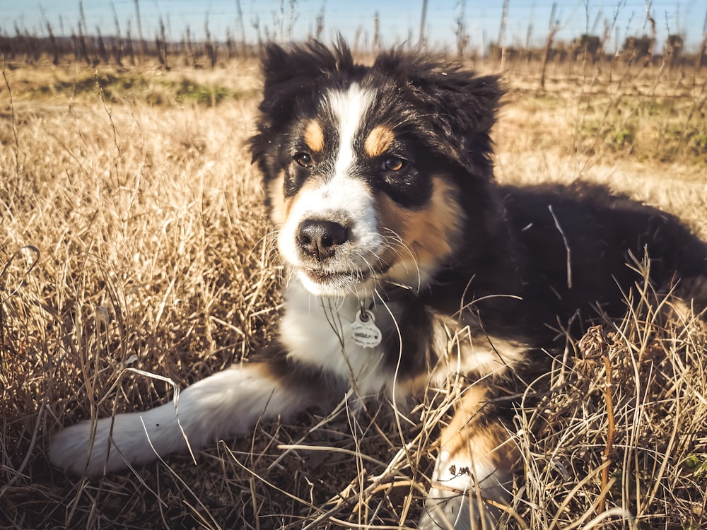 a black and white dog laying on top of a dry grass field