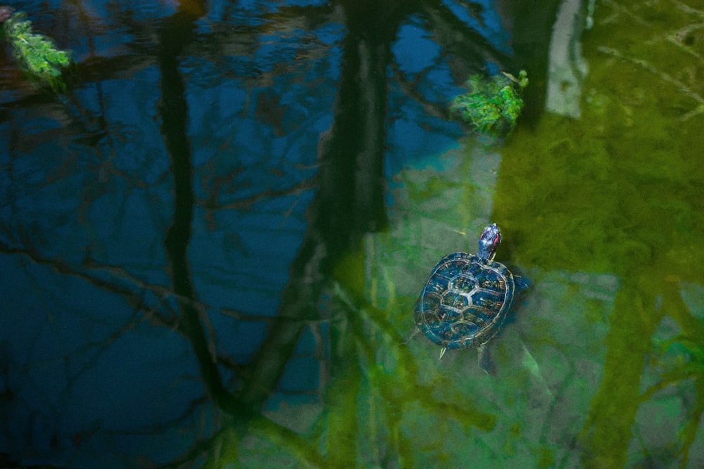an aerial view of a turtle swimming in a pond