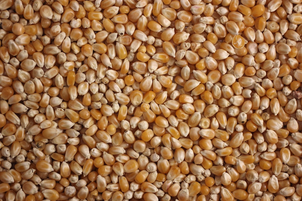 um close up de um cacho de milho