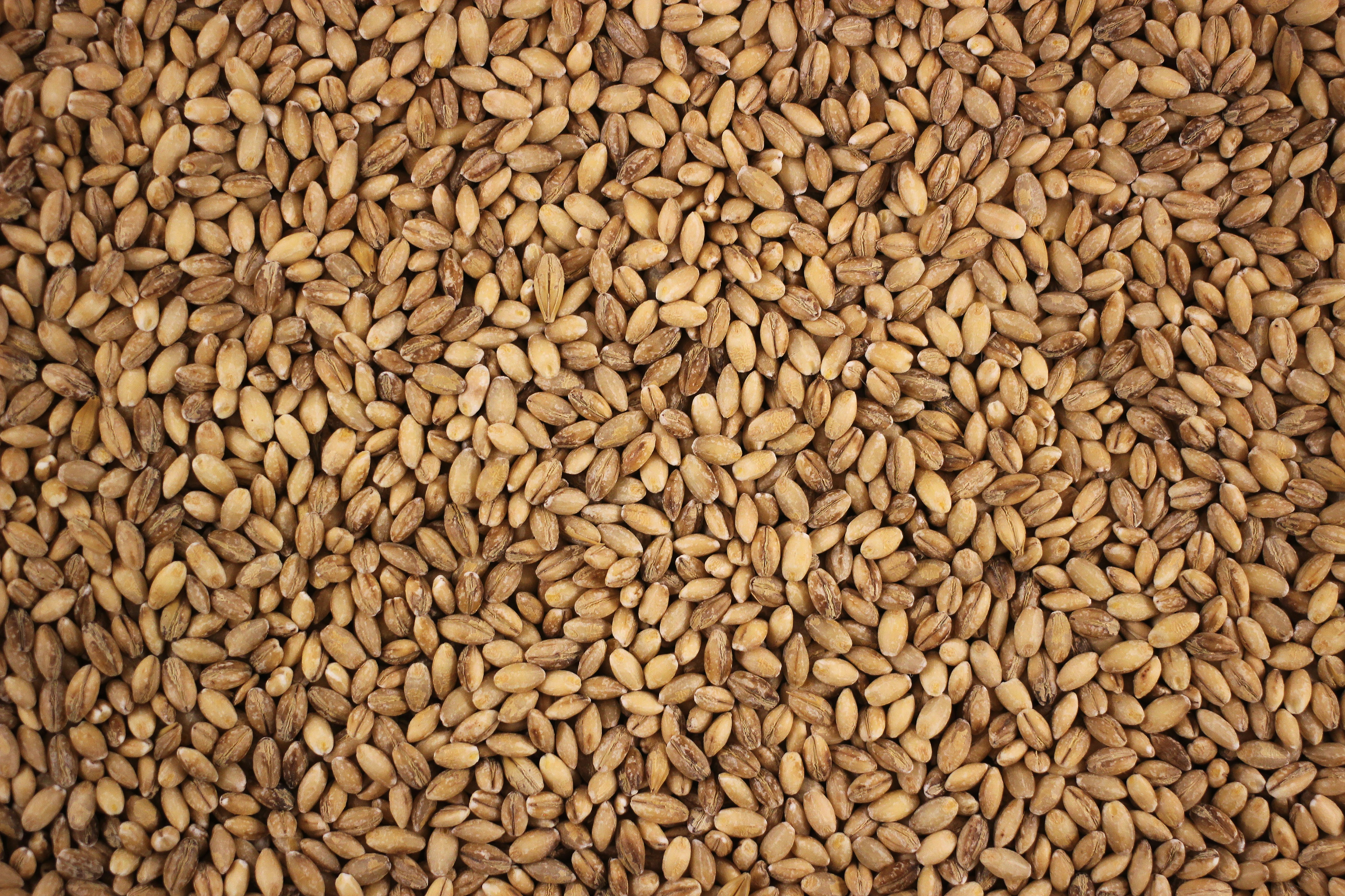 a close up of a bunch of seeds
