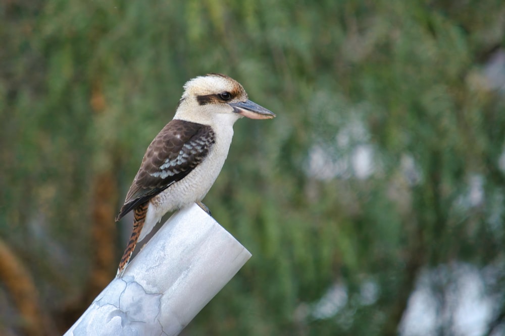 a bird sitting on top of a metal pole