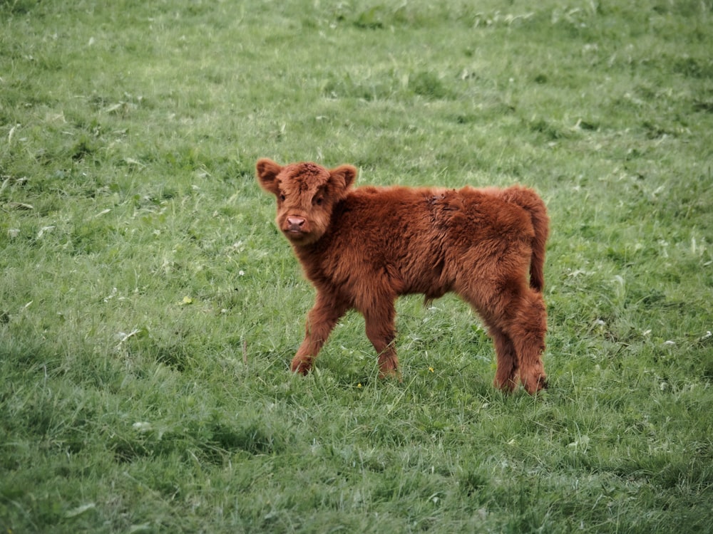 a brown cow standing on top of a lush green field