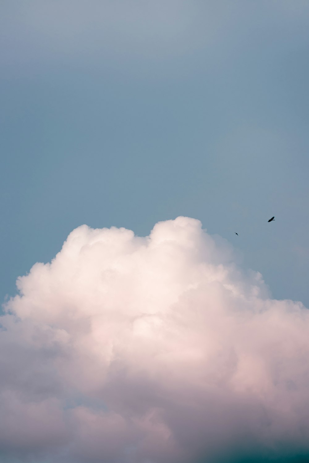 two birds flying in the sky on a cloudy day