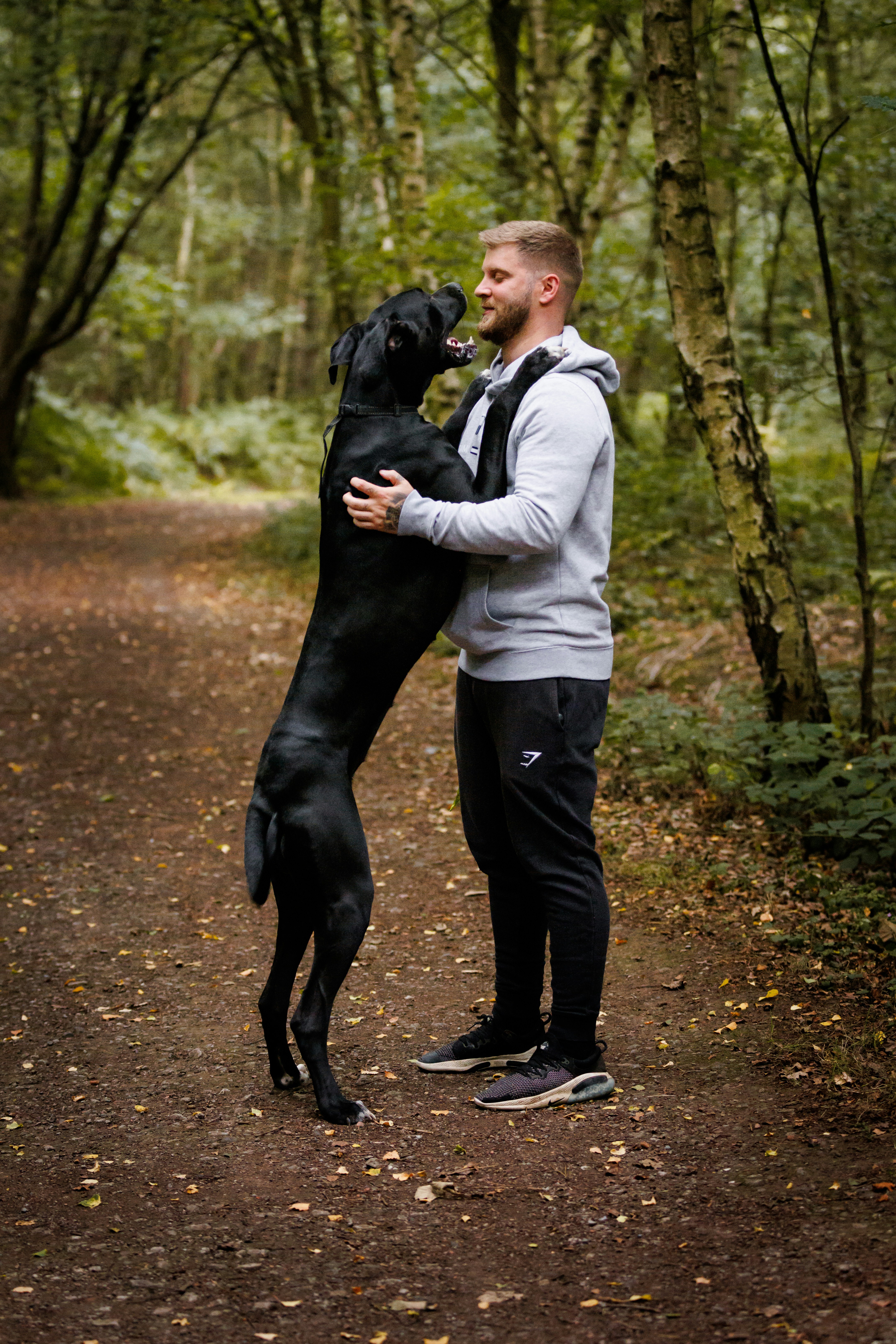 Doberman mixed with Great Dane owning