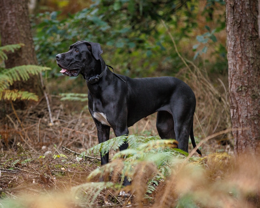 a large black dog standing in the woods