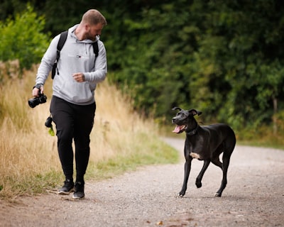 Dog sprinting back to owner during recall training in an open field