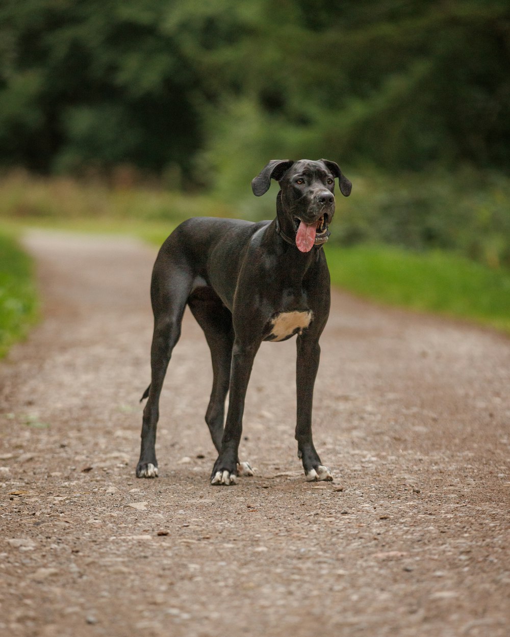 a large black dog standing on a dirt road