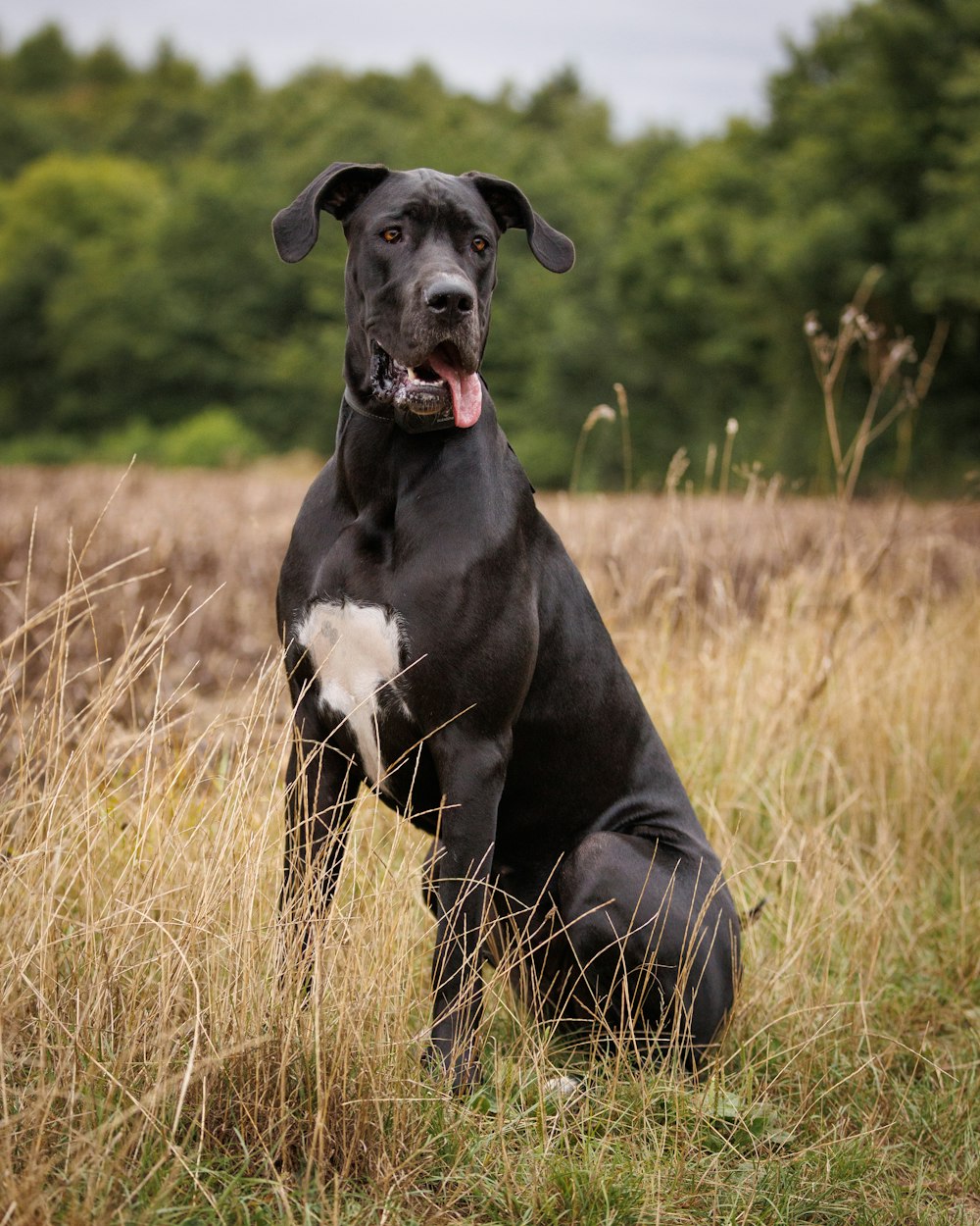 a large black dog sitting in a field of tall grass