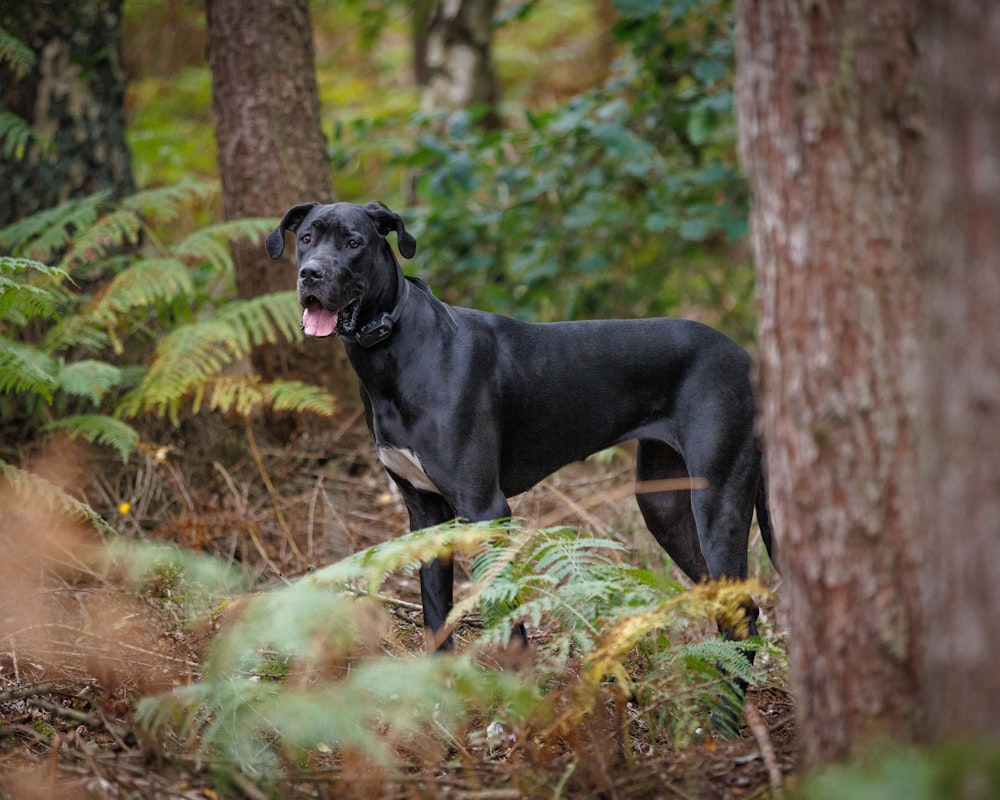 a large black dog standing in the woods