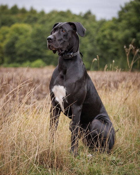 Great Dane Care Guide: Living with a Gentle Giant