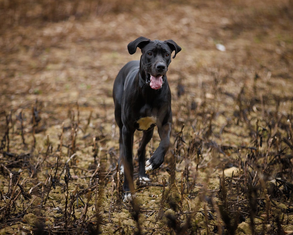 a black dog walking through a dry grass field