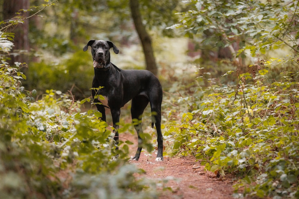 a black dog standing in the middle of a forest