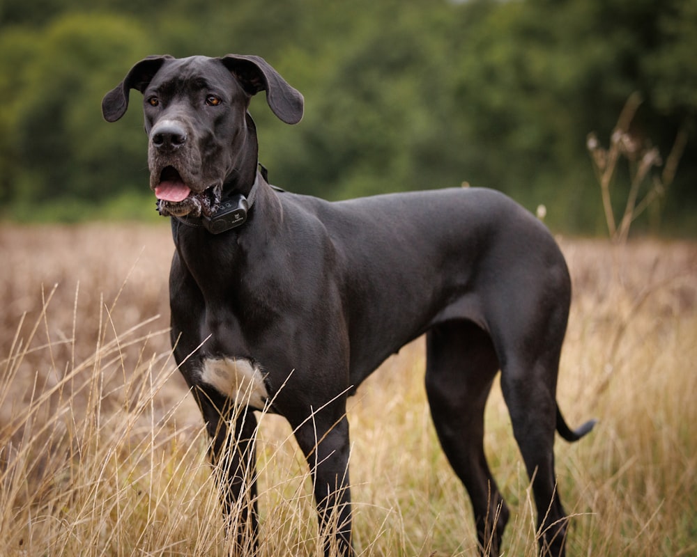 a large black dog standing in a field of tall grass