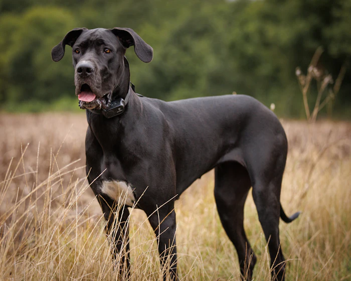 Black Great Dane