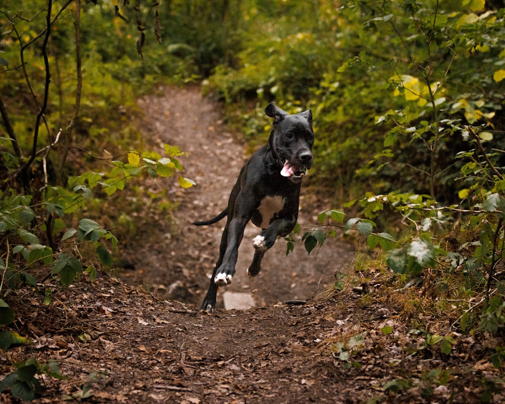 a dog is running down a dirt path in the woods