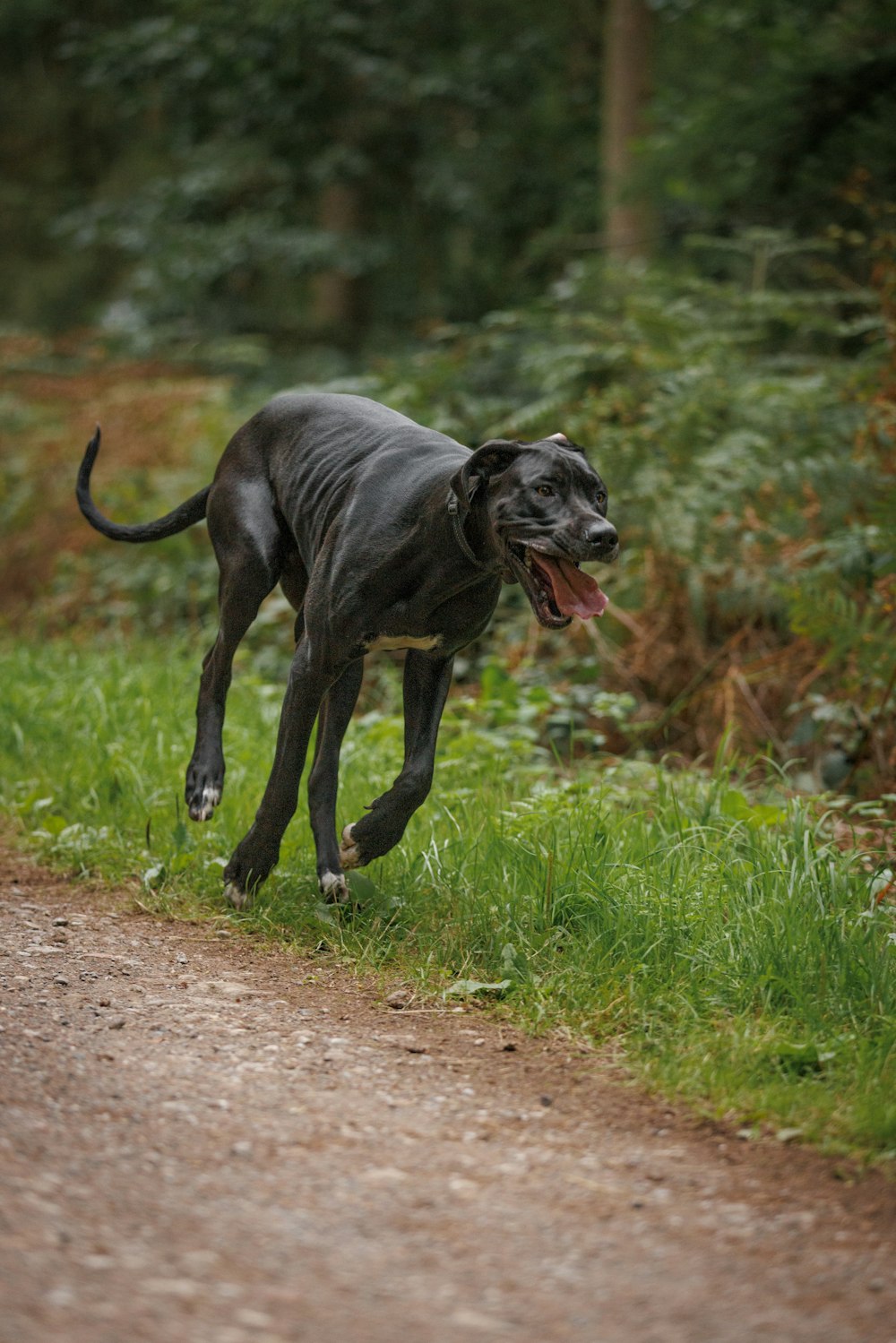 a black dog running down a dirt road