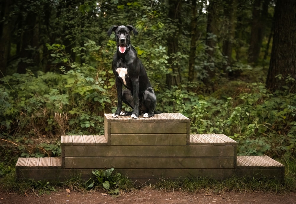 a large black dog sitting on top of a wooden step