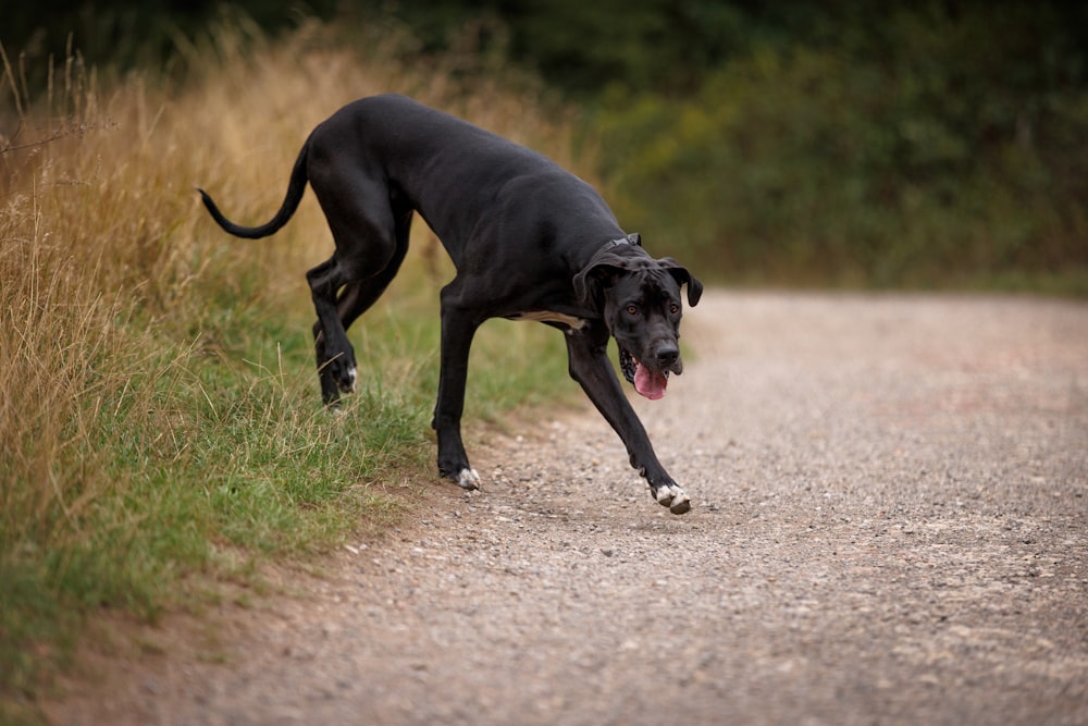 a black dog running down a dirt road
