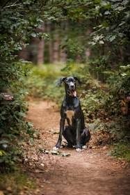 a black and white dog sitting on a dirt road