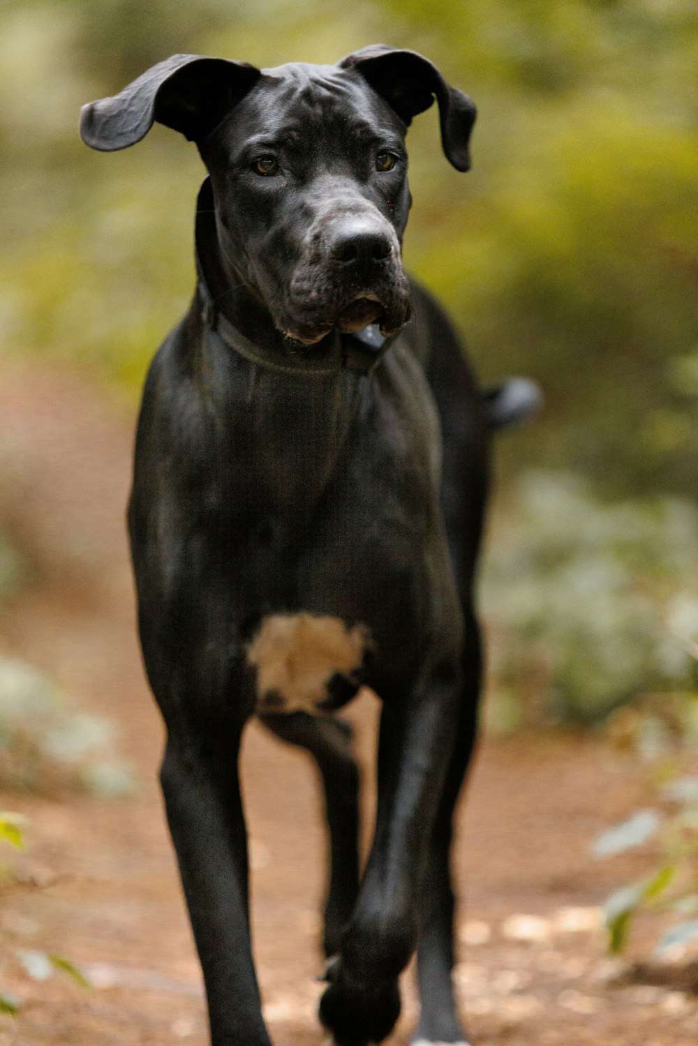 a black dog running down a dirt road