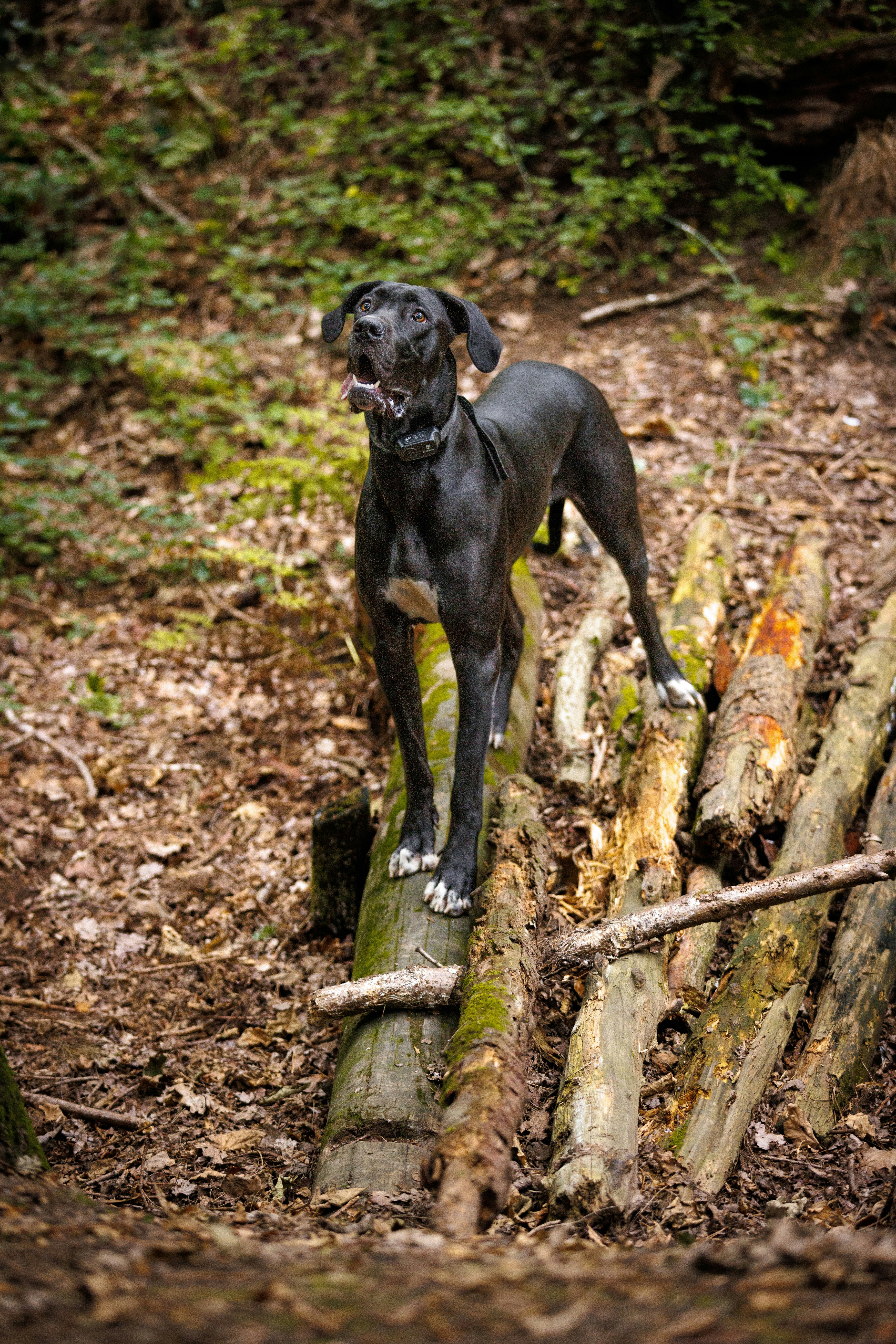 Photo by benofthenorth