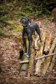 A black Great Dane stands alert on a series of fallen logs in a forest setting. The dog's expression is attentive, with ears perked up. The surrounding environment is rich with brown fallen leaves and green foliage in the background.