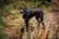 A large black dog stands on a fallen tree trunk in a forested area. The surrounding environment is rich with green foliage and dry brown leaves, indicating a natural setting. The dog has a shiny coat, is attentive, with ears perked up.
