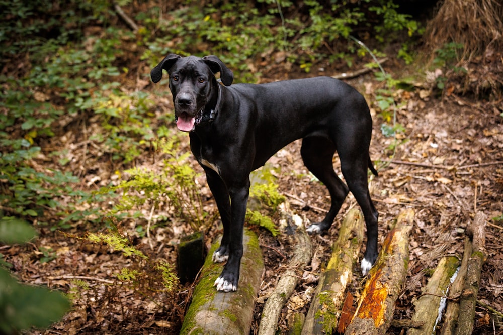 a black dog standing on a log in the woods