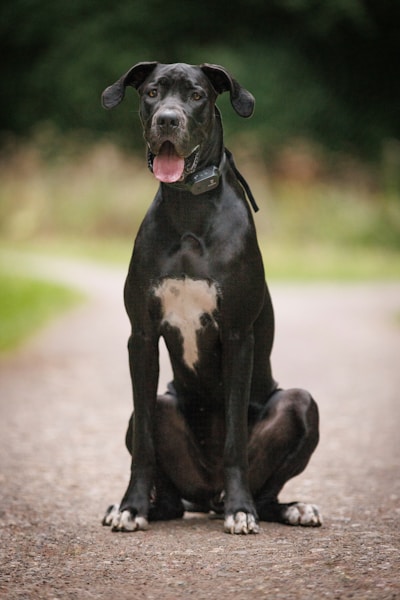 A black Great Dane with white markings on its chest is sitting on a gravel path. The dog appears attentive and relaxed, with its tongue slightly out. The background is blurred with green foliage and a hint of a pathway, suggesting an outdoor setting.