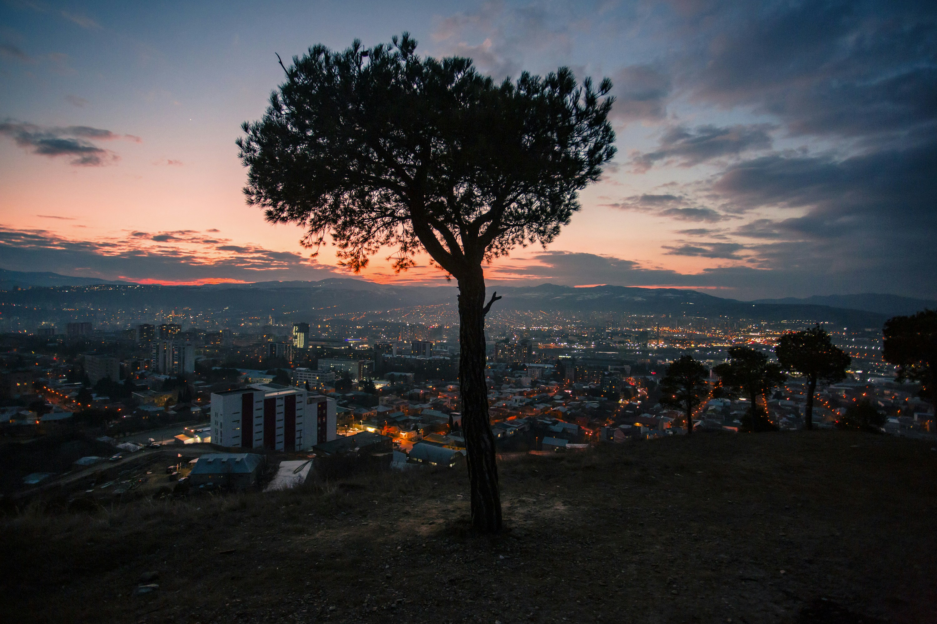 Streetlight and tree under night sky