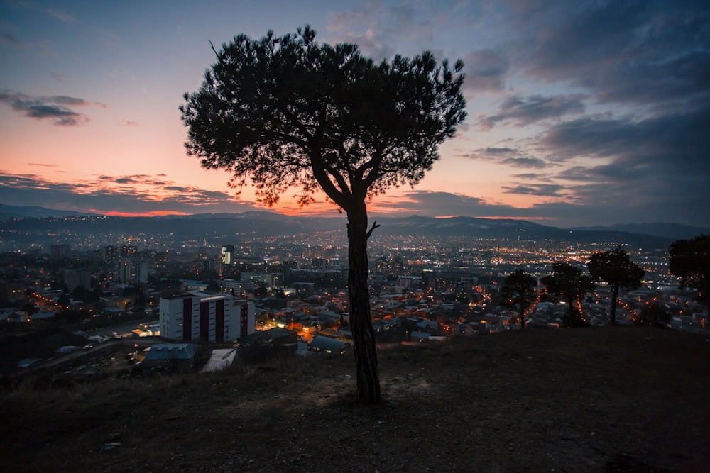 a tree on a hill with a city in the background