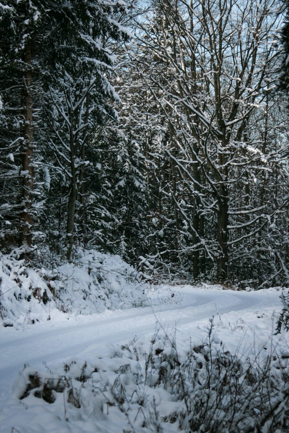 a snow covered path through a forest with lots of trees