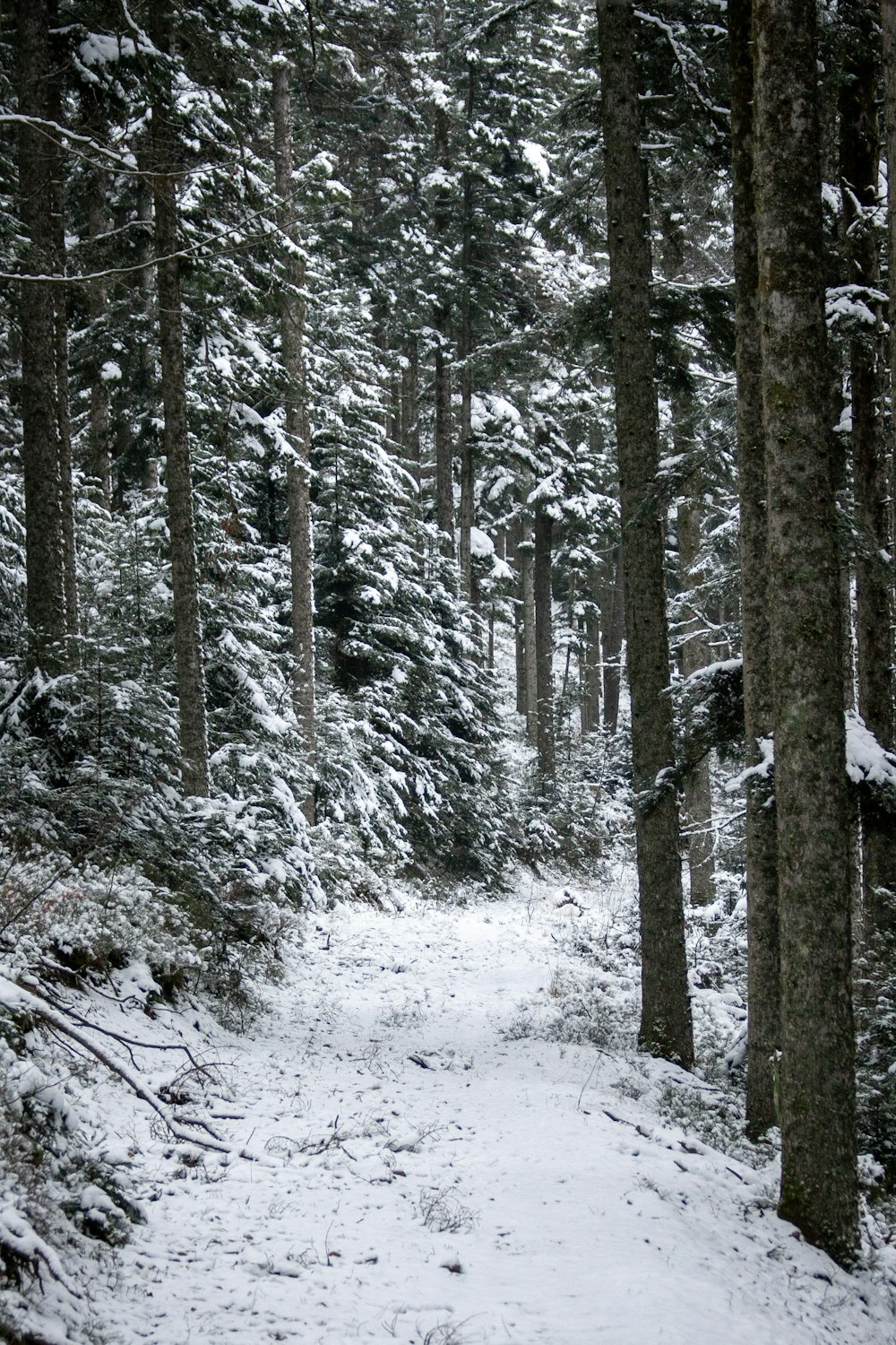 a snow covered path through a forest with lots of trees