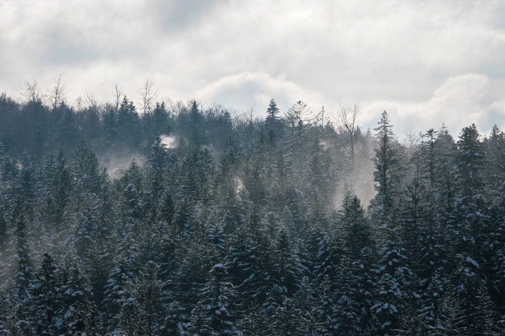 a forest covered in snow with trees in the background