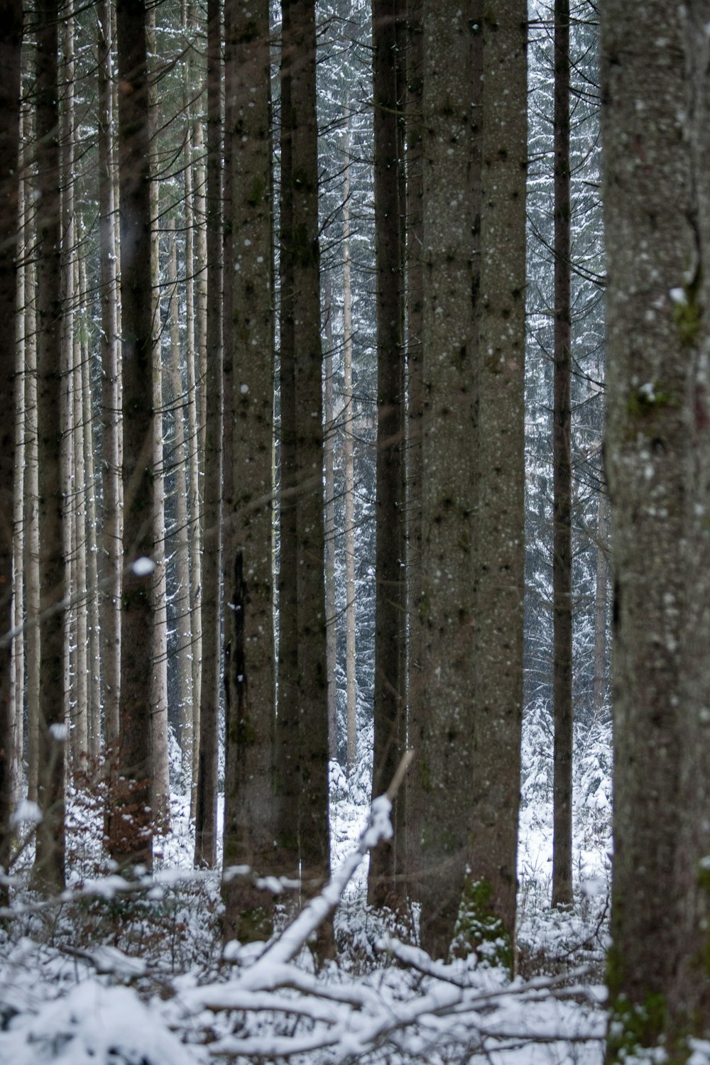 a forest filled with lots of trees covered in snow