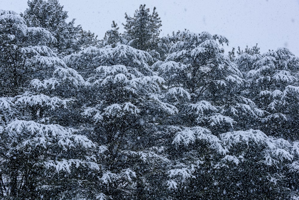 a group of trees that are covered in snow