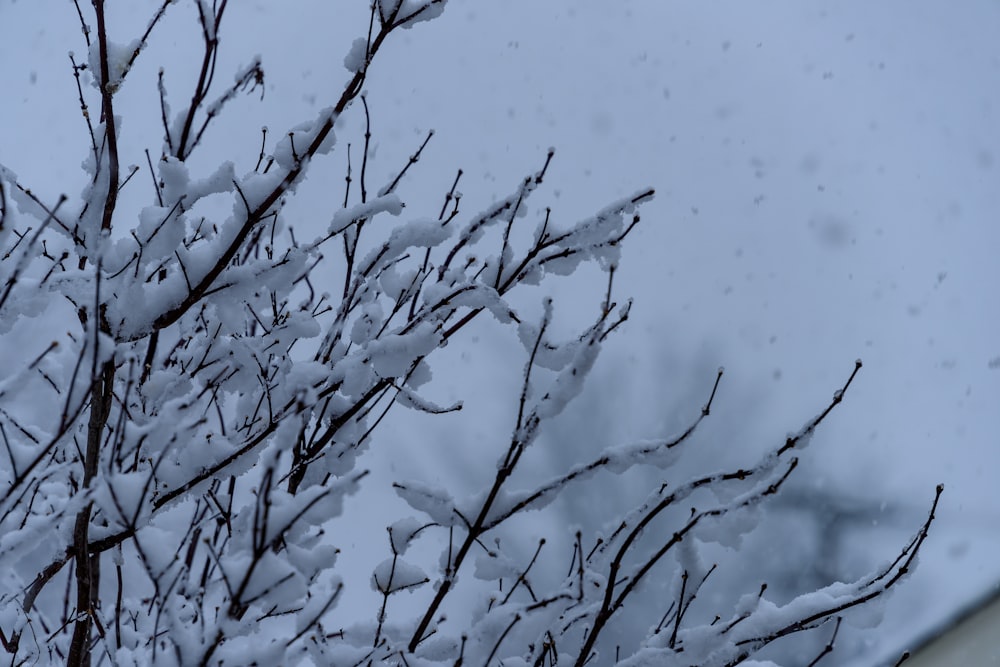 a tree covered in snow next to a building