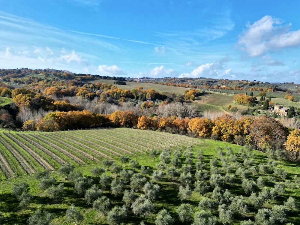 a green field with lots of trees in it