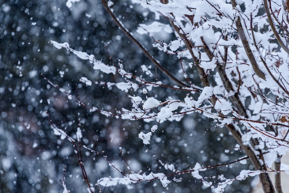 a tree with snow on it in the middle of winter