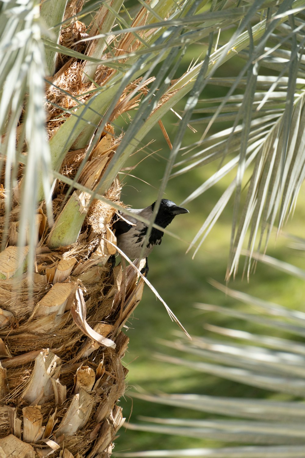 a black and white bird sitting in a palm tree