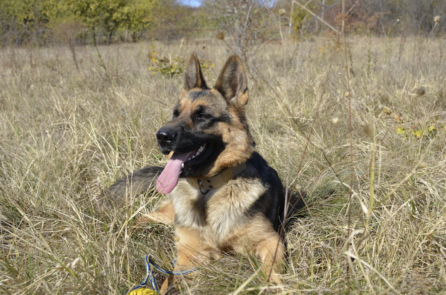Shepherd working through long grass