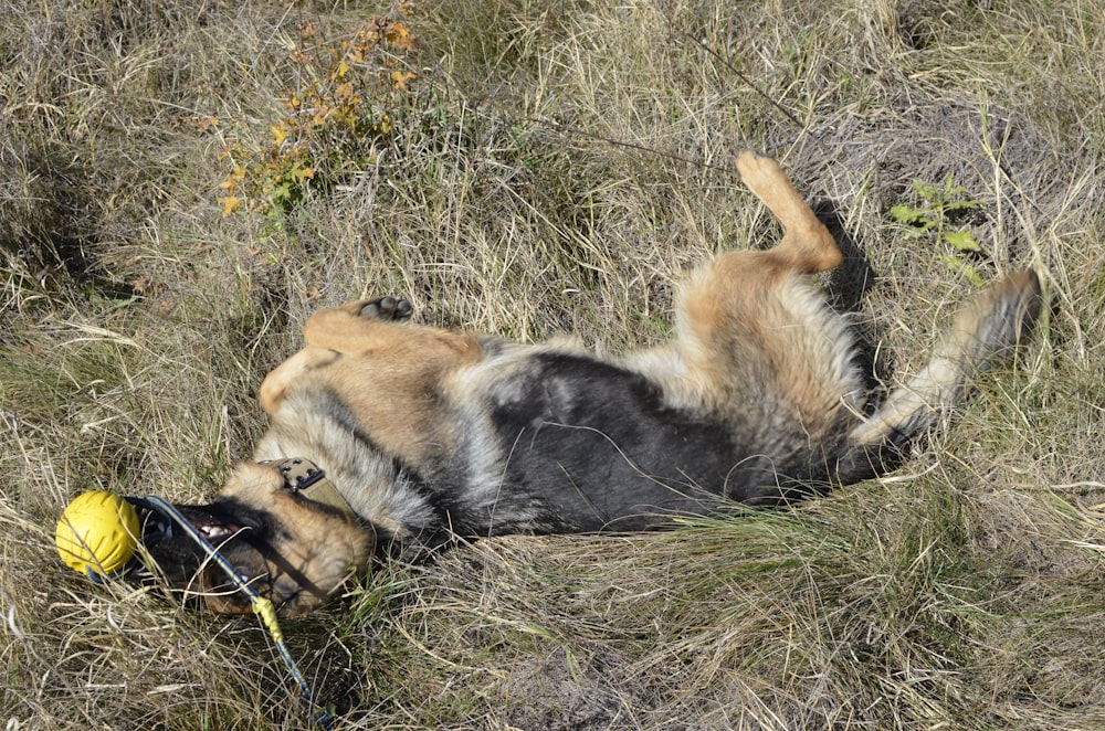 a dog rolling around in the grass with a ball in its mouth