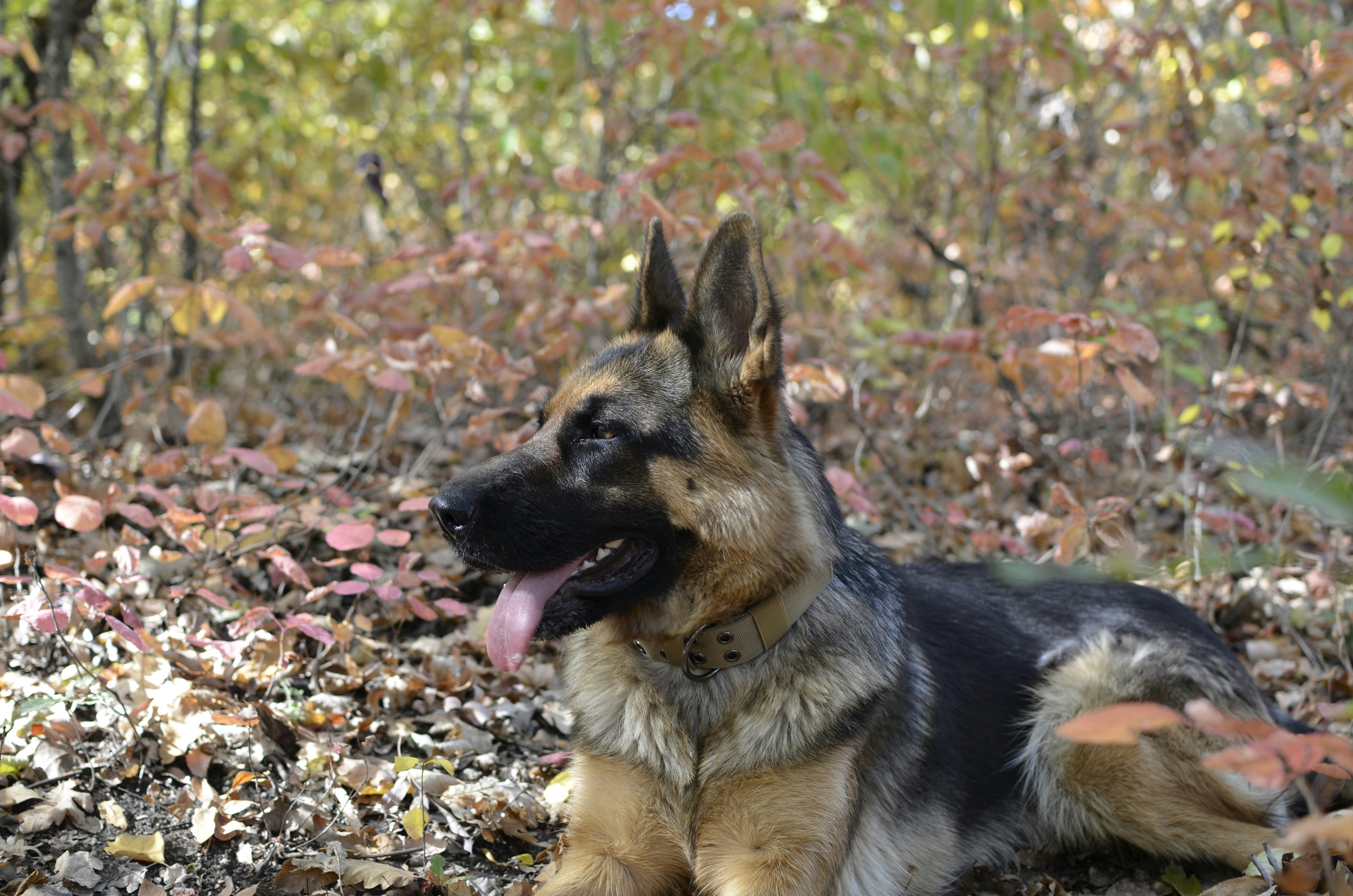  G SPY UNIT Private Investigators's image