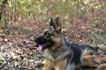 Dog outdoors before a trip
