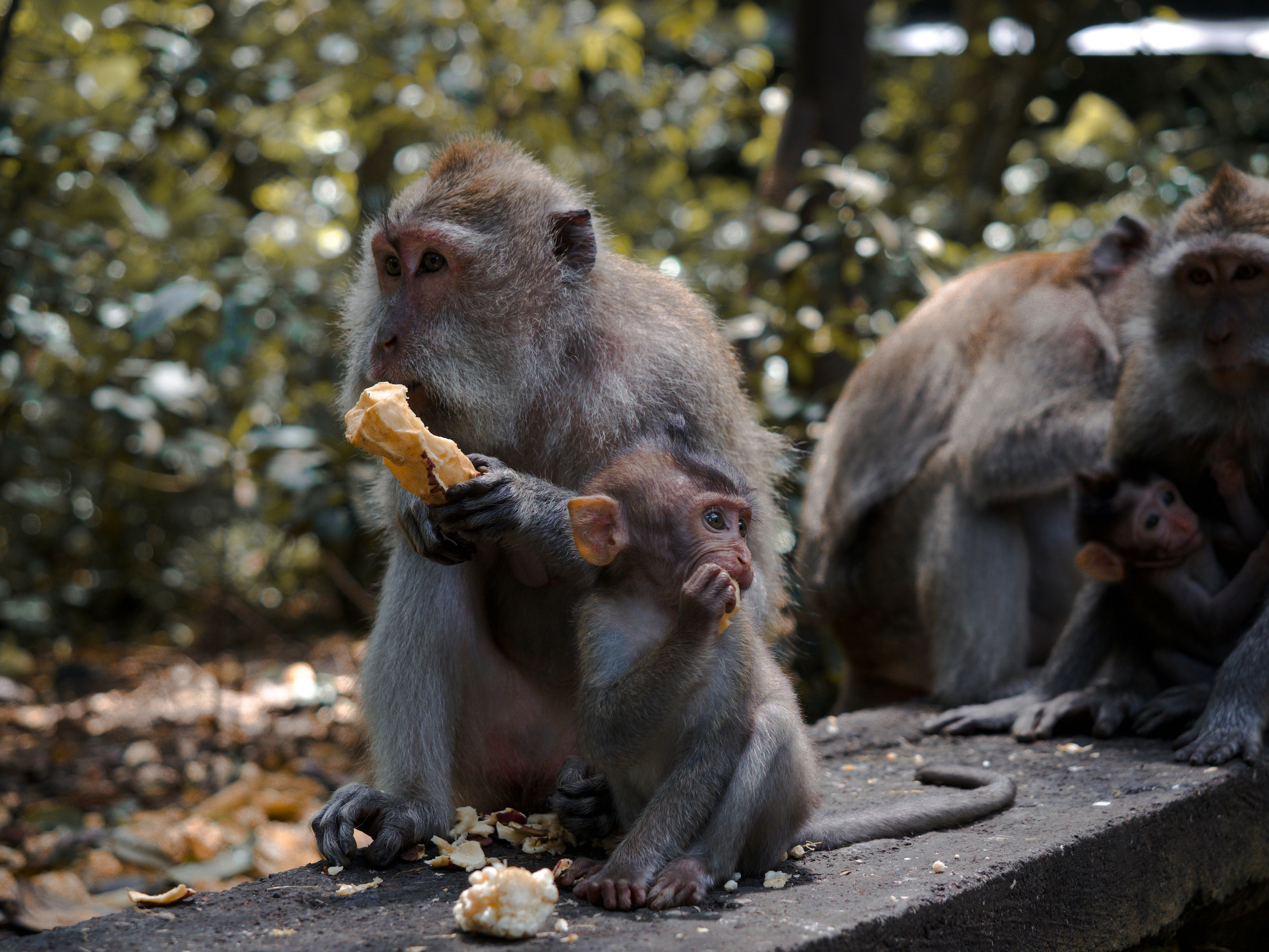 a group of monkeys sitting on top of a cement slab