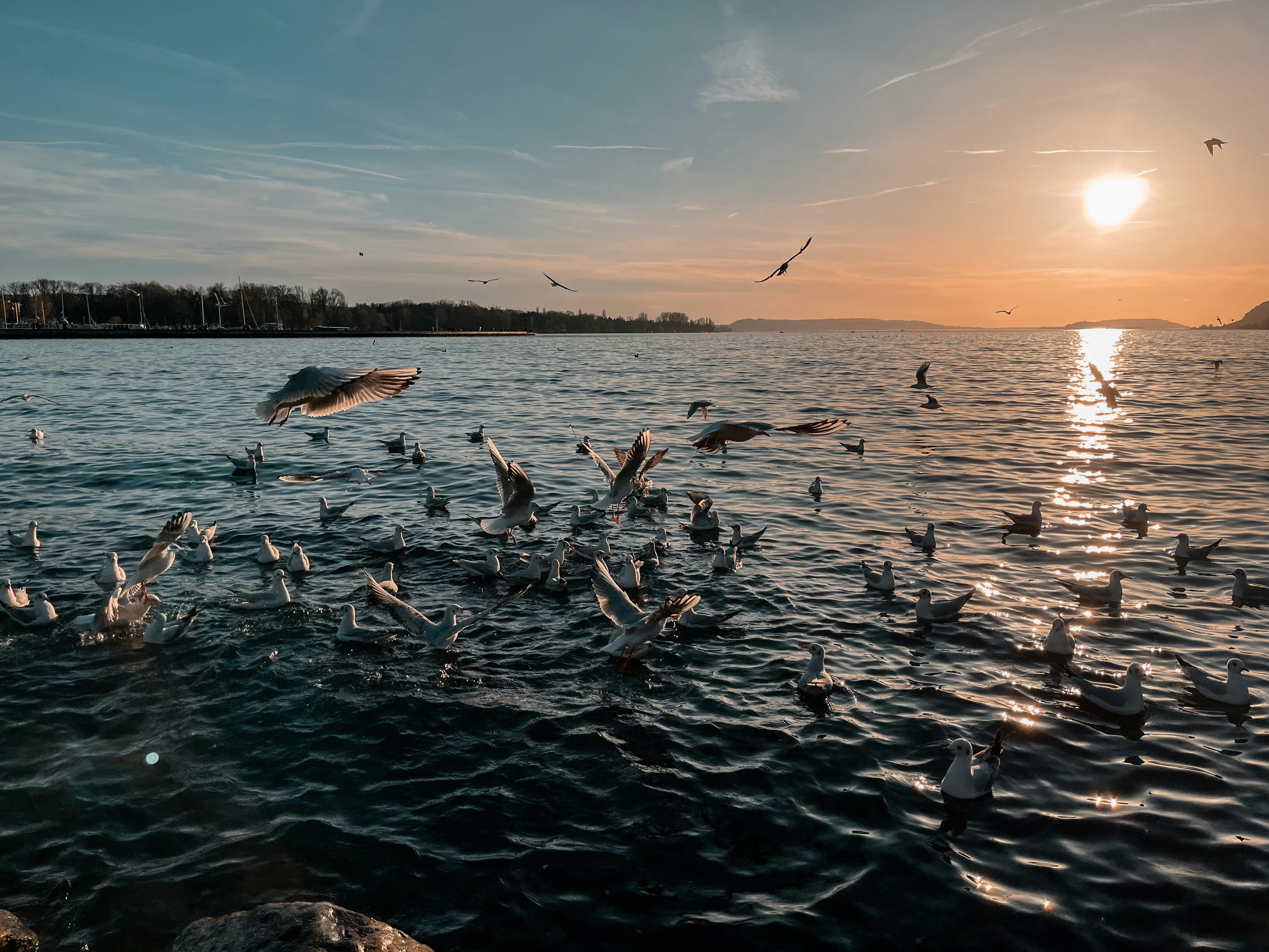 a flock of birds flying over a body of water