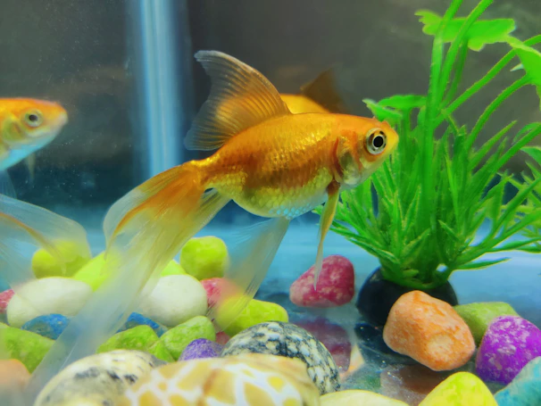 Vibrant gourami fish displaying its colorful fins in aquarium.