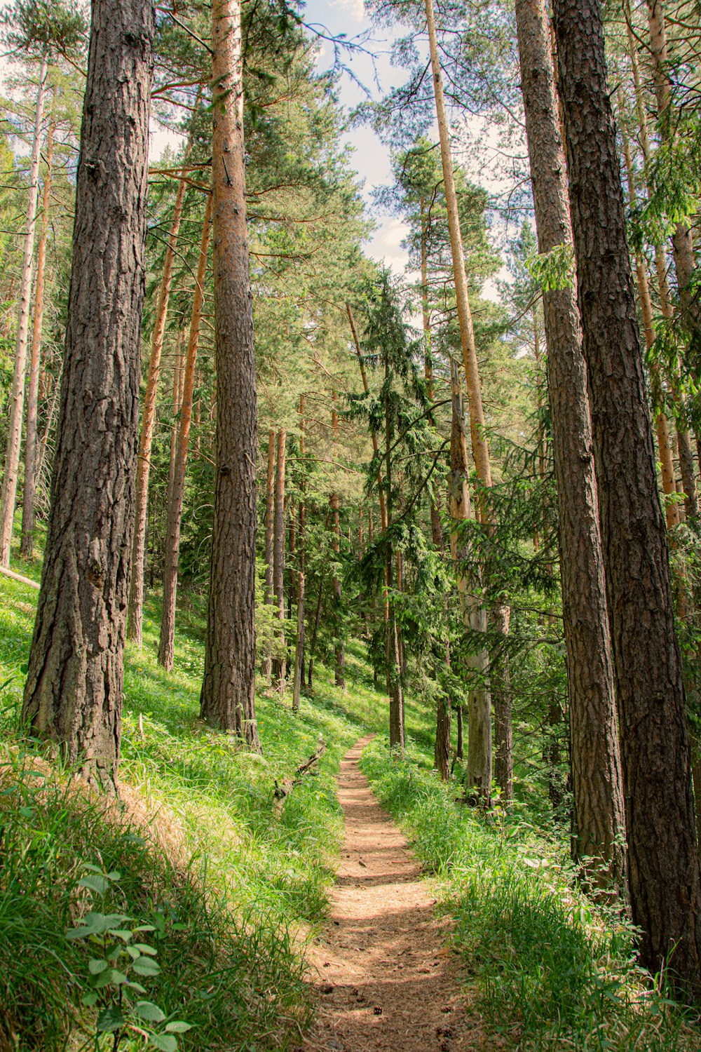 a dirt path in the middle of a forest