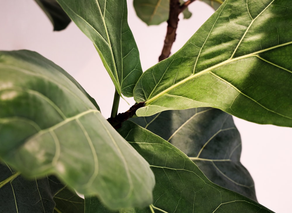 a close up of a green leaf on a tree